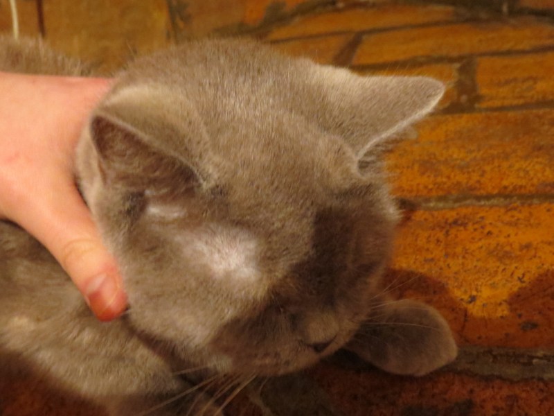 Расчесывание кота
