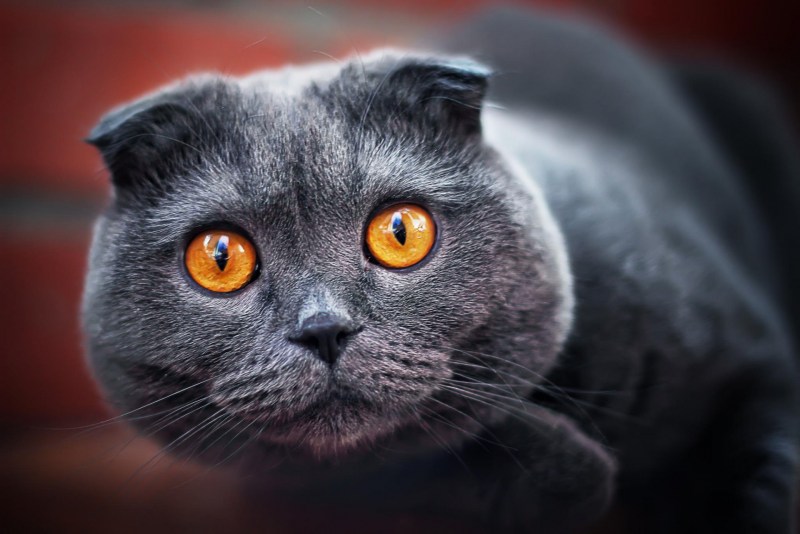 Шотландская вислоухая кошка серая