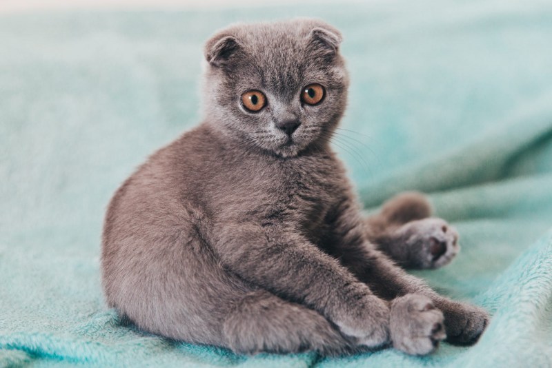 Скоттиш-фолд Шотландская вислоухая кошка