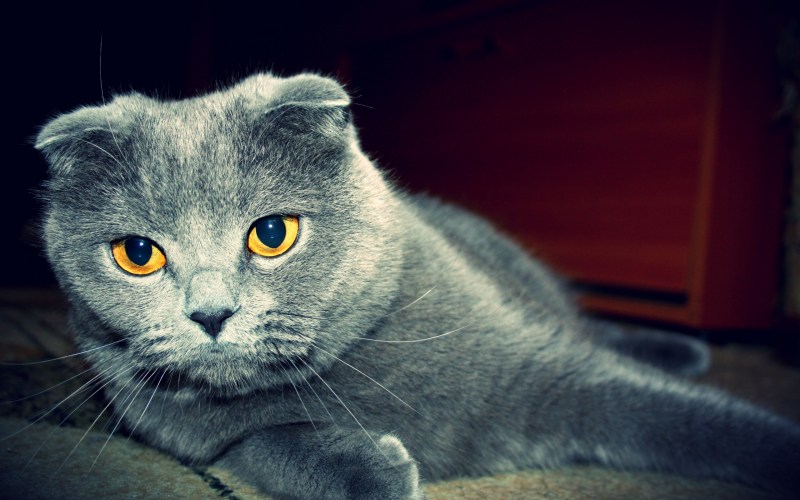 Британская вислоухая кошка