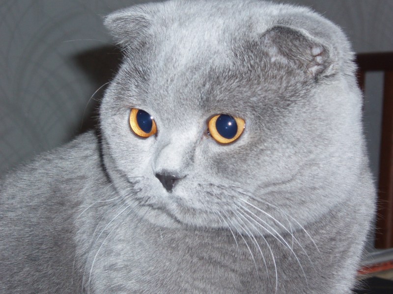 Шотландский вислоухий кот серый