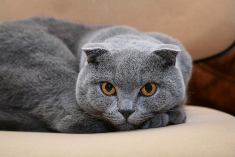 Шотландская вислоухая кошка серая