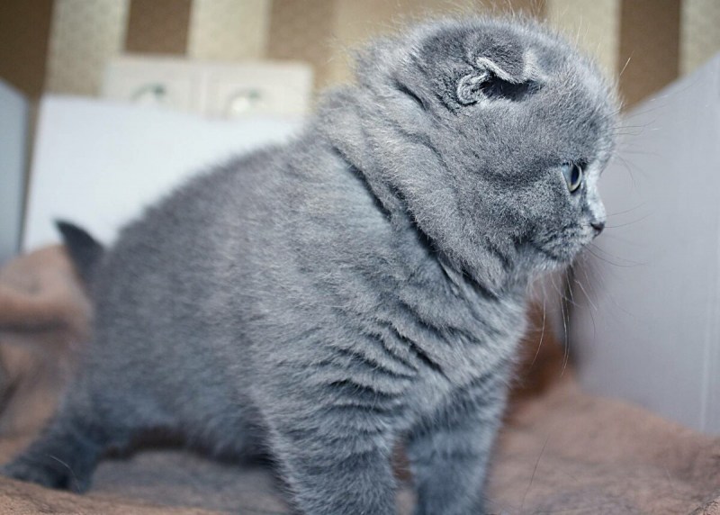 Шотландский вислоухий кот серый