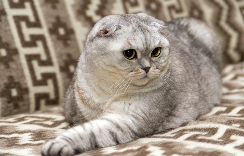 Скоттиш-фолд Шотландская вислоухая