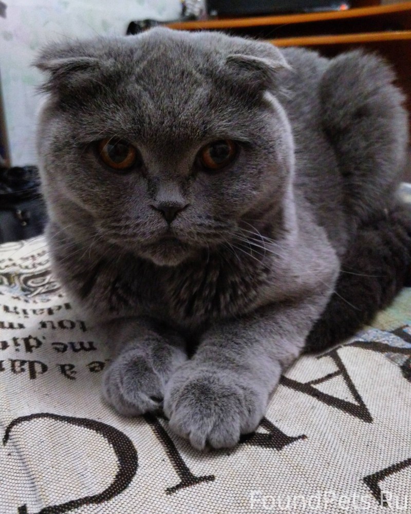 Шотландский скоттиш фолд серый