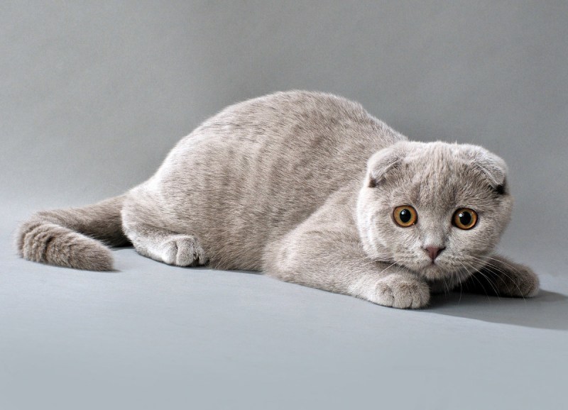 Шотланская Веселуха кошка