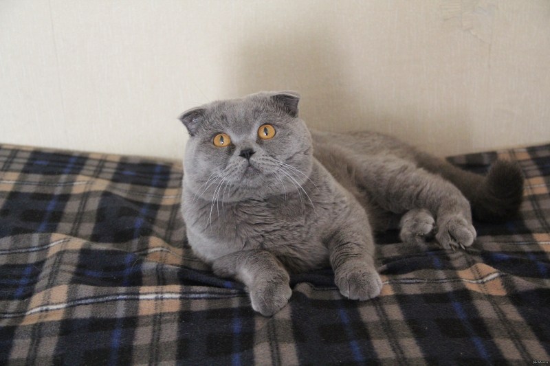 Шотландская вислоухая кошка серая