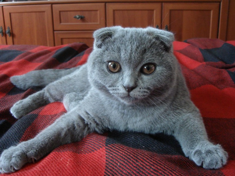 Шотландский скоттиш фолд серый