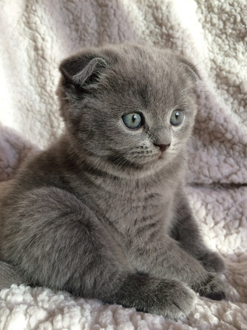 Скоттиш фолд котята