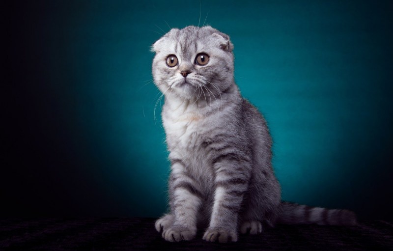 Скоттиш-фолд Шотландская вислоухая кошка