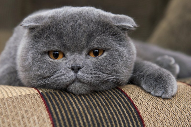 Британский вислоухий кот