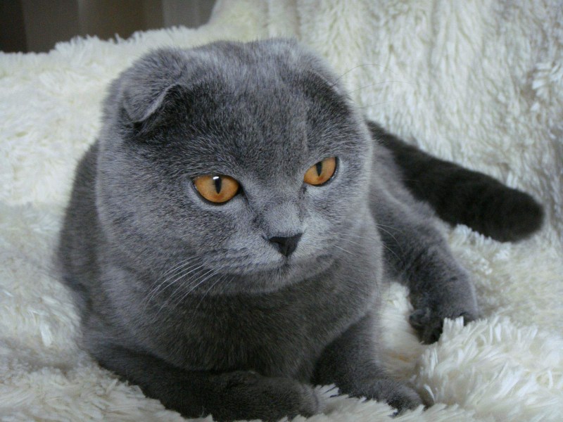 Британский скоттиш фолд