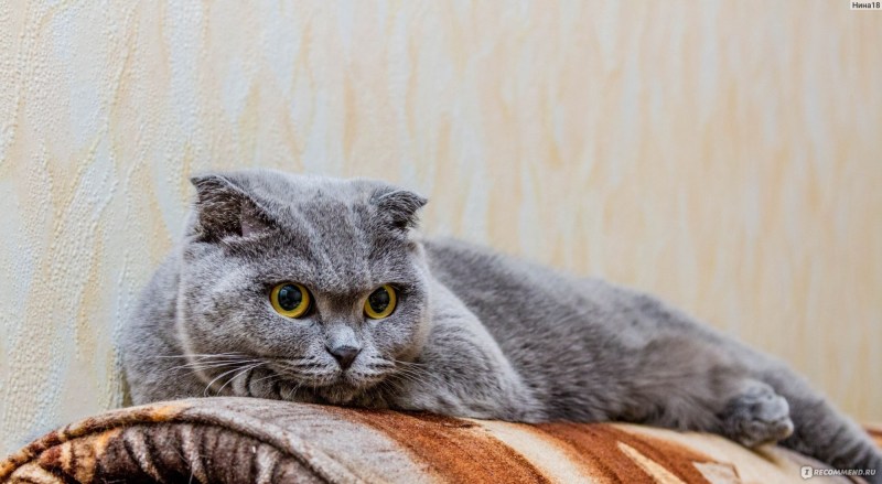 Британец скоттиш страйт
