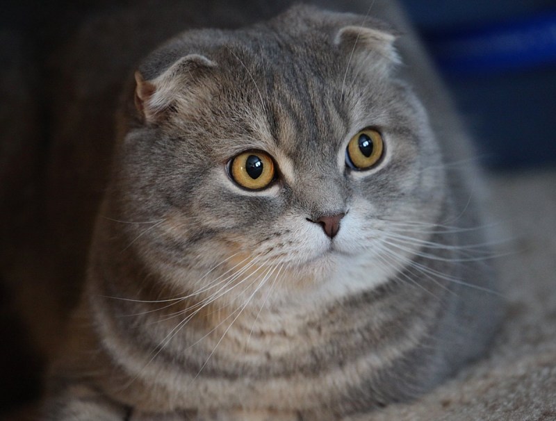 Шотландский вислоухий кот скоттиш фолд