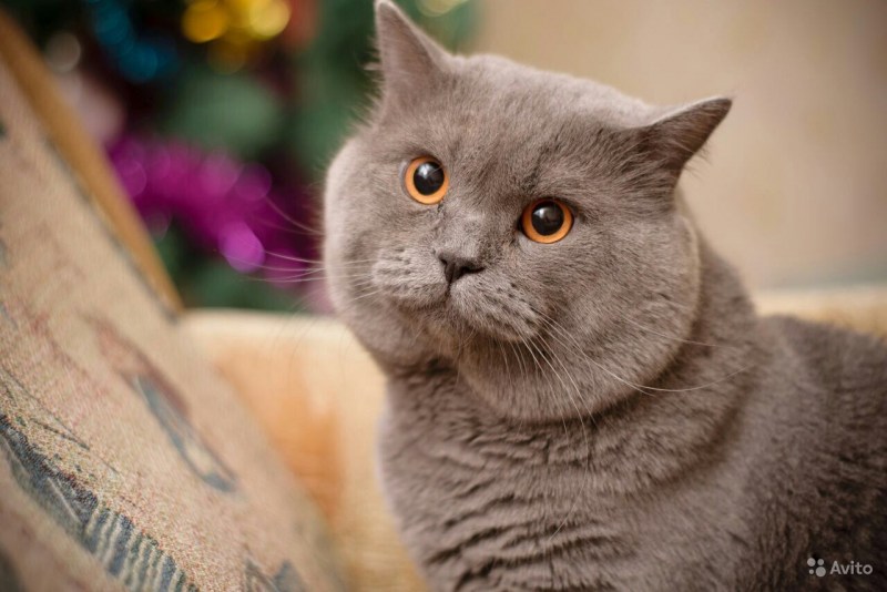 Шотландский кот прямоухий серый