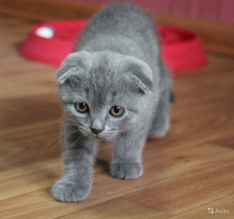 Шотландские вислоухие котята