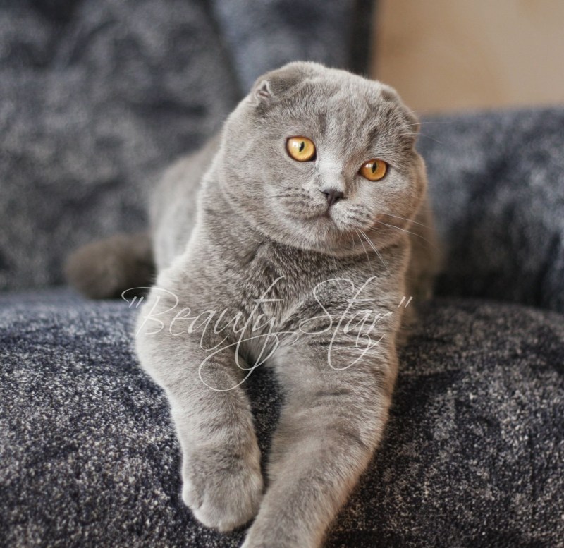Скоттиш фолд дымчатый