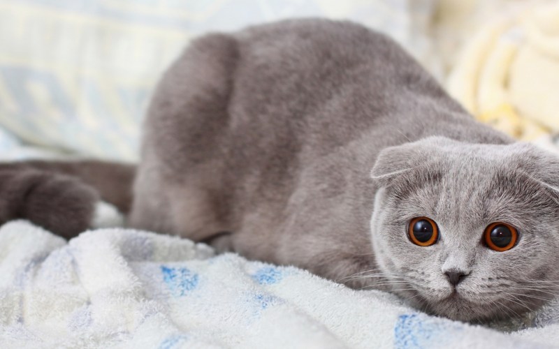 Скоттиш фолд серый