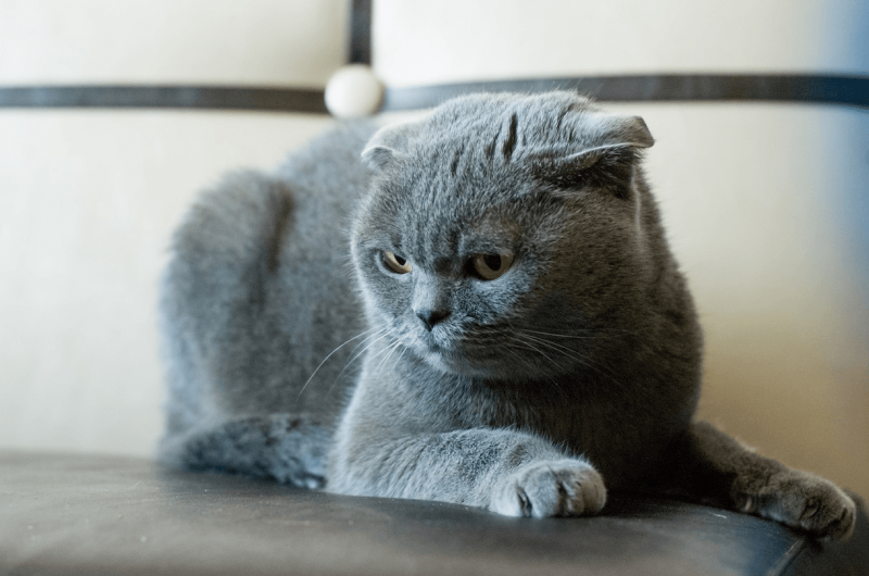 Британский вислоухий кот