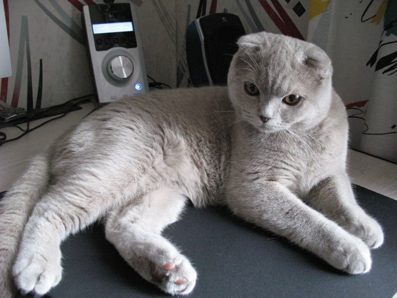 Скоттиш фолд грей