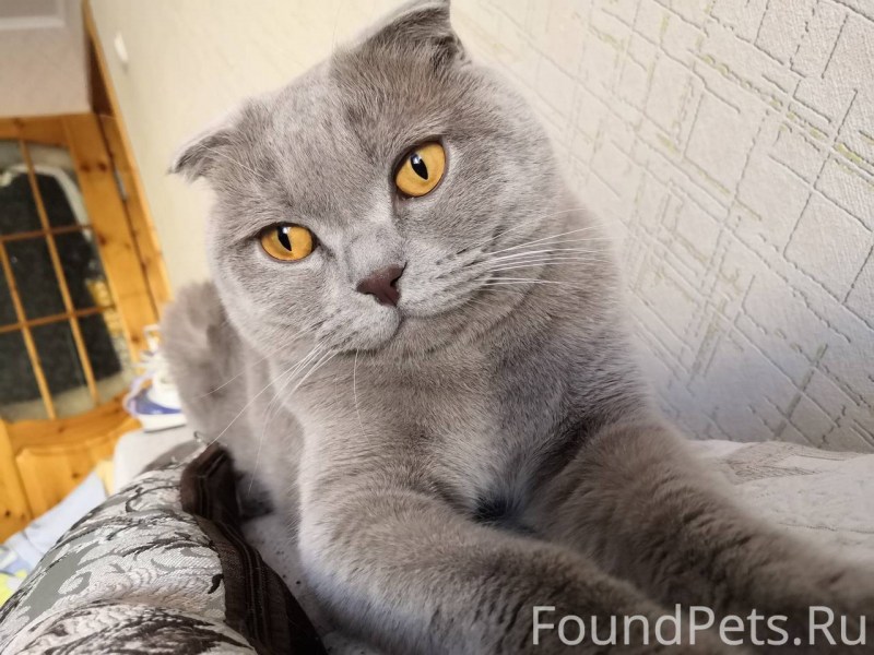 Шотландский кот серо желтый