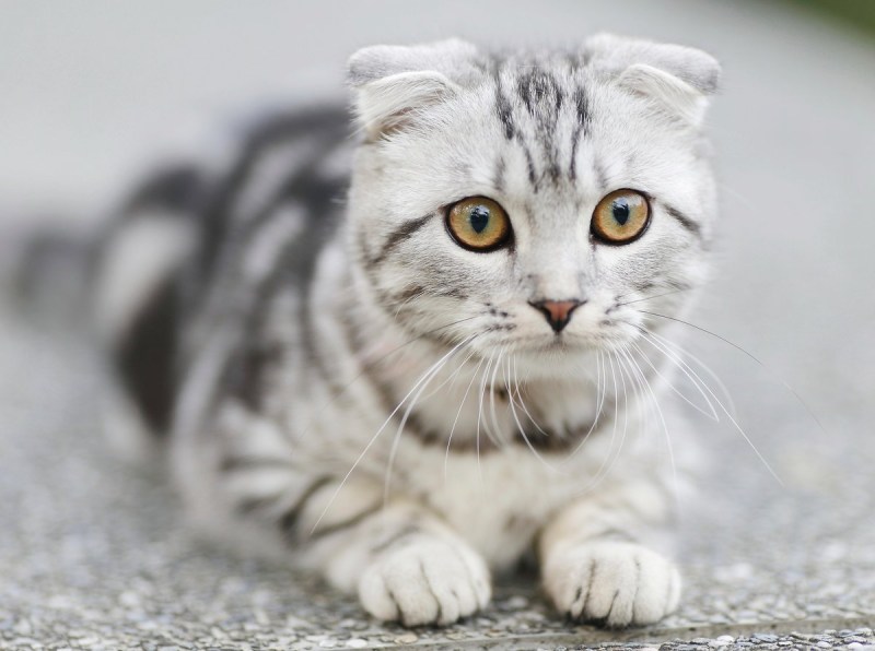 Скоттиш фолд серый полосатый