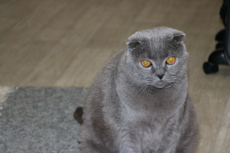Серая вислоухая кошка Шотландская Шаня