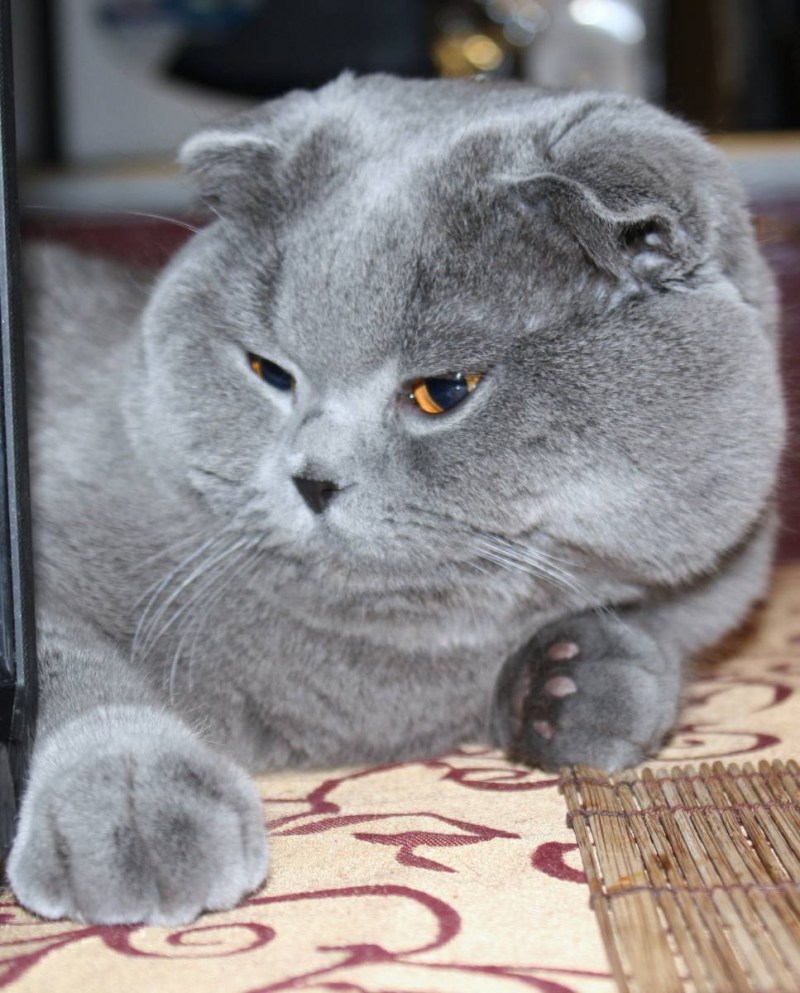 Британский вислоухий кот