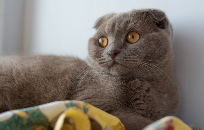 Шотландская вислоухая кошка