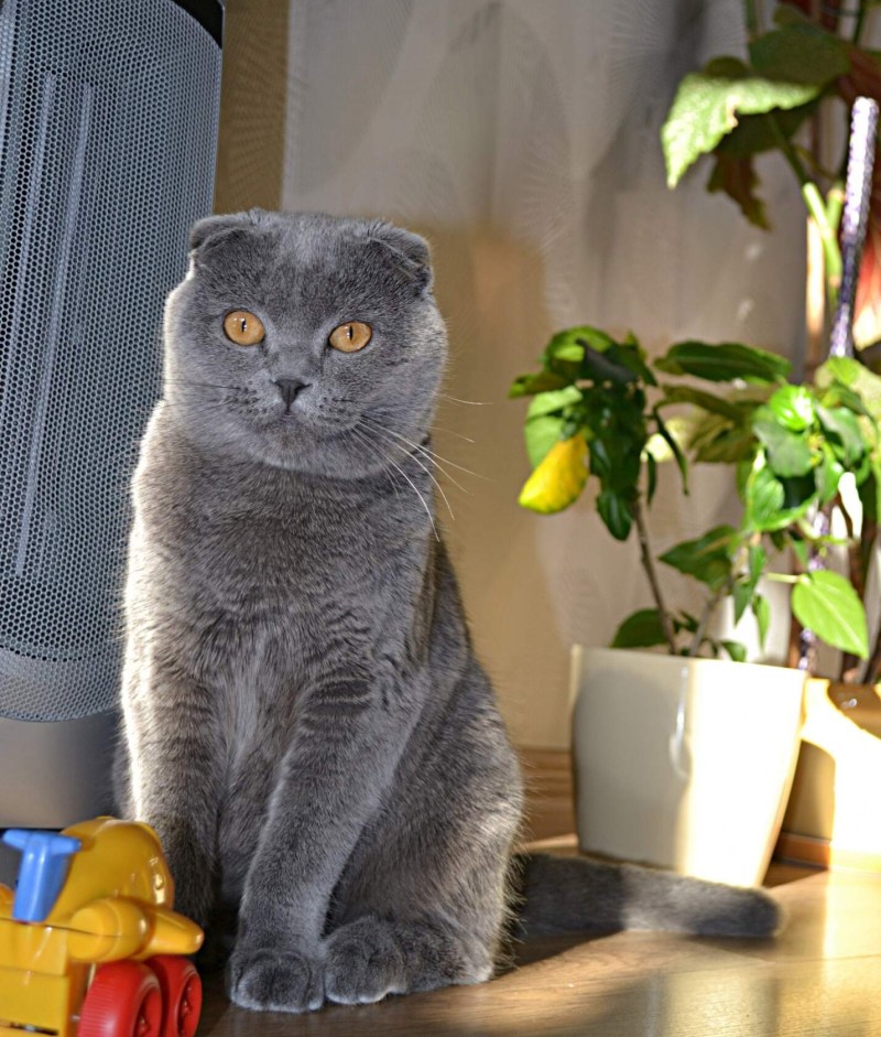 Британец скоттиш фолд