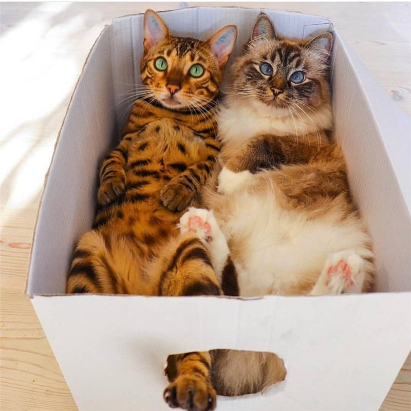 Коты в коробках