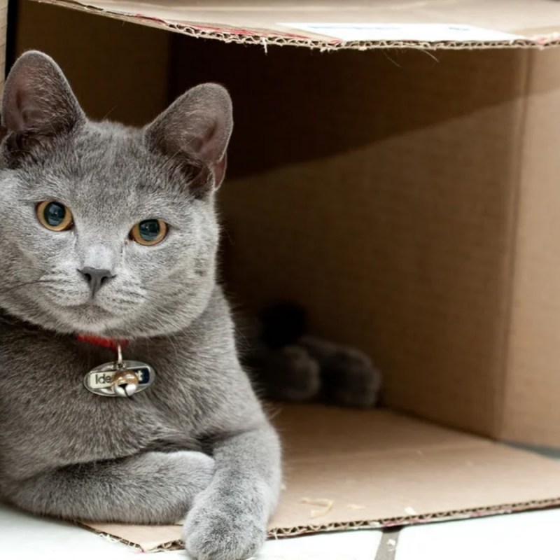 Коты в коробках