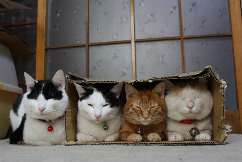 Кот выглядывает из коробки