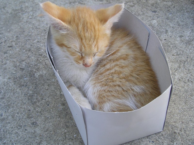 Кот в маленькой коробке