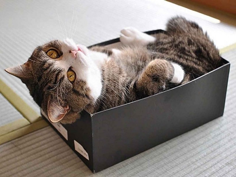 Коты в коробках