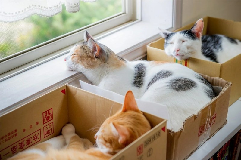 Коты в коробке