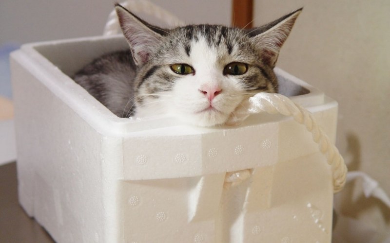Коробка для кошки