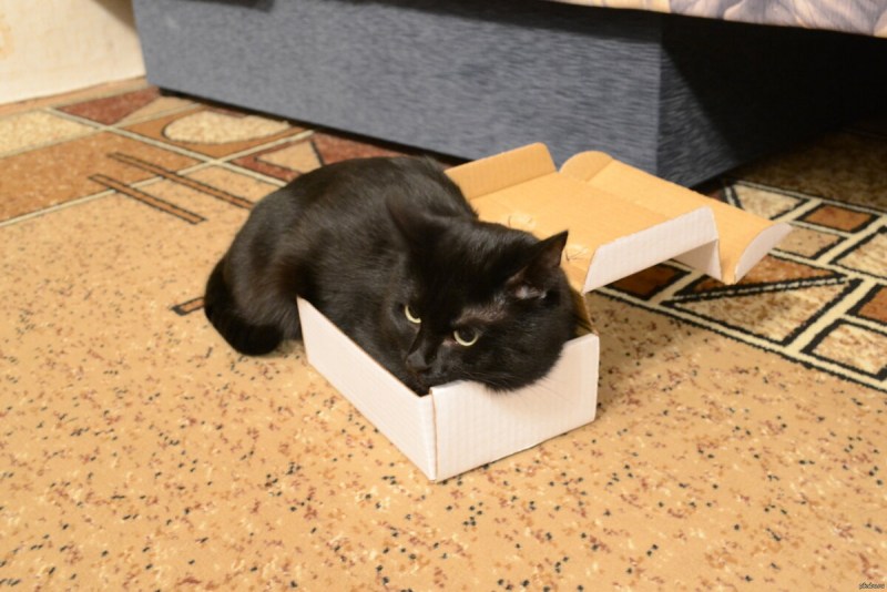 Котик в коробке