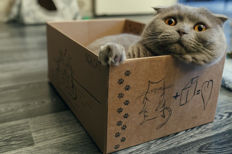 Котик в коробочке