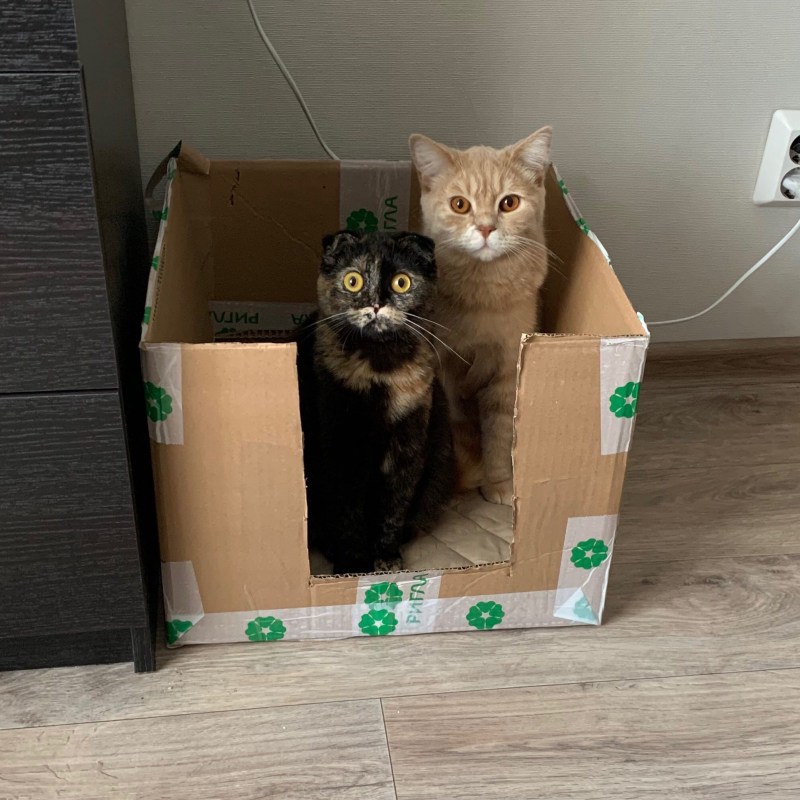 Котик в коробке