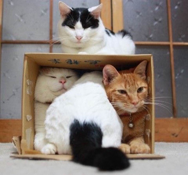 Кошка в коробке
