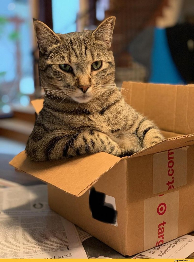 Котик в коробочке