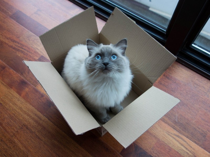 Котята в коробке
