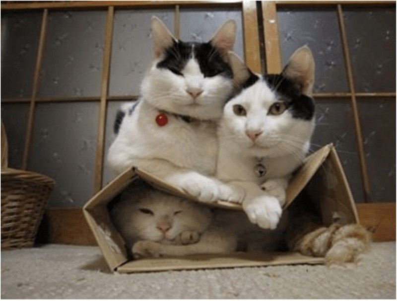 Кошка в коробке