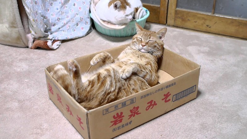 Смешной кот в коробке