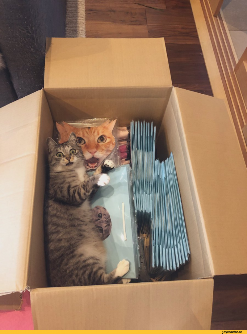 Кошка в коробке