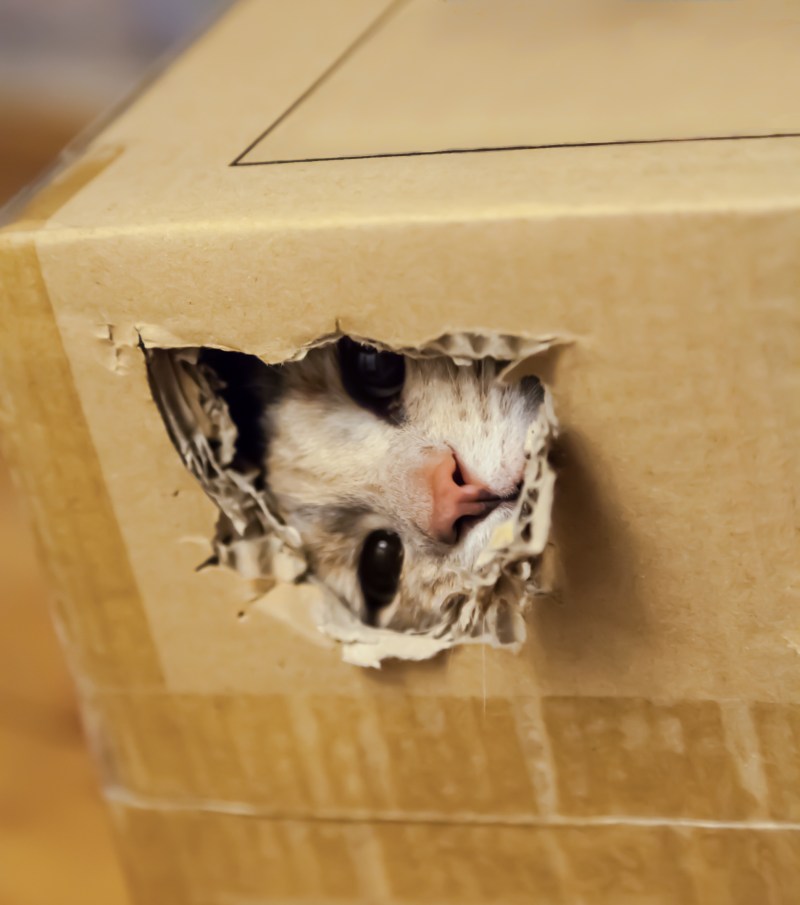 Коты в коробках