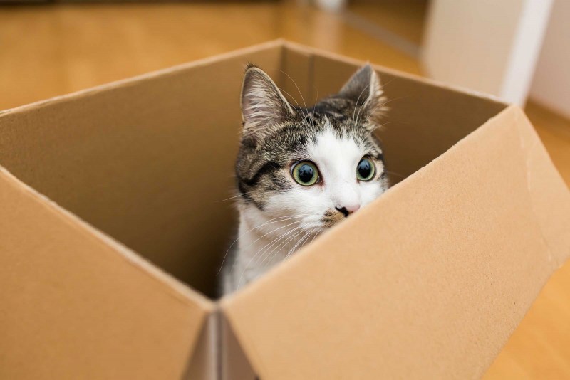 Коробка для кота