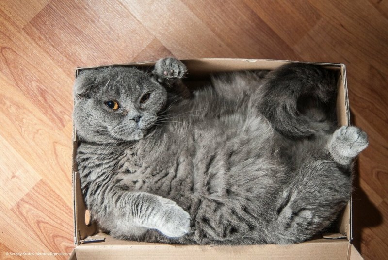 Коробка для кота