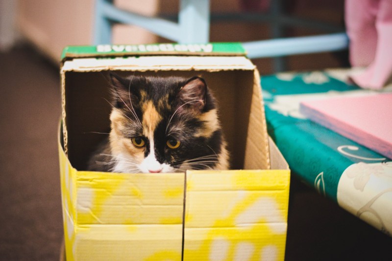 Коты в коробке